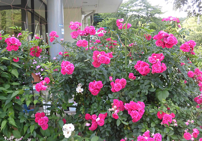 茨城県ケアホームのバラ